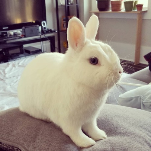 Getting ready for bed#bunniesoftheworld #bunniestagram  #bunnies #cutebunnies #cute #housebunnies 