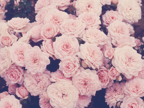 shestartedscreaming:  pink | Tumblr on @weheartit.com - http://whrt.it/UqL2U8 