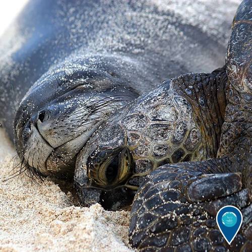 noaasanctuaries:  Happy Valentine’s Day from your National Marine Sanctuary System!Here, a Hawaiian monk seal and green sea turtle snooze together on a beach in Papahānaumokuākea Marine National Monument.Photo: Mark Sullivan/NOAA