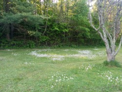 mori-girl-life:  Found a fairy ring today, but daisies, not shroomies. 