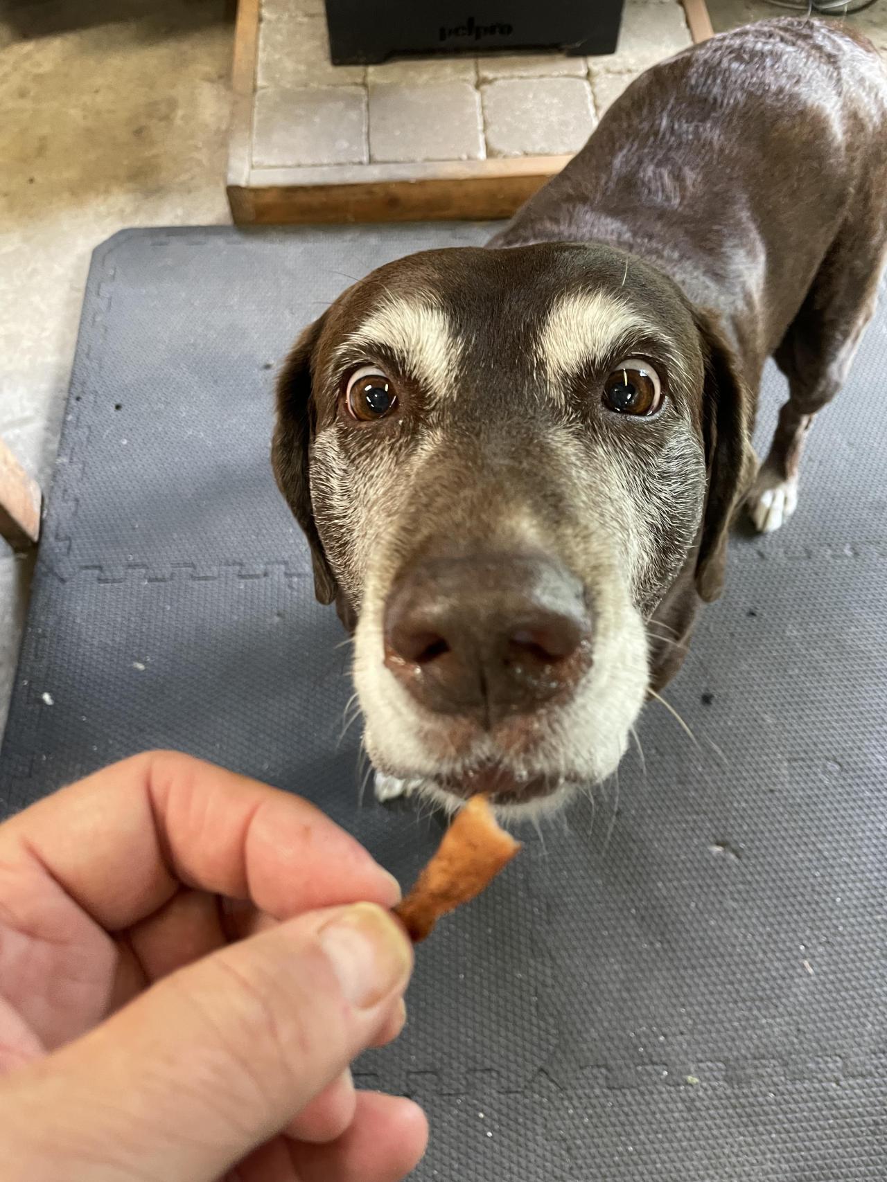 My 12 year old girl loves homemade turkey jerky!!❤️ via 
Submitted August 06, 2021 at 04:33PM by Billtheguide, Poop4U