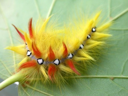 coolthingoftheday:  1. Spun glass caterpillar2. Io caterpillar3. Jewel caterpillar4. Unknown5. Flannel caterpillar6. Darth Vader caterpillar7. Polyura Sempronius8. Slug caterpillar9. Big-headed caterpillar10. American dagger caterpillar