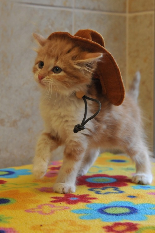 lord-kitschener - gorps - coolcatgroup - cobaltdays - if you firmly believe cowboy cats would say...