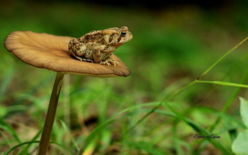 toadprince:Toad on a toadstool moodboard…. yeaaaaaahhhh baby thats exactly where you belong 