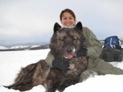 sisterofthewolves:SourceWeighing 143 pounds, this male from Mollie’s Pack was caught on Jan. 15 in Yellowstone National Park’s Pelican Valley. The wolf is the heaviest ever weighed in the park. Posing with the wolf is volunteer Erin Albers.