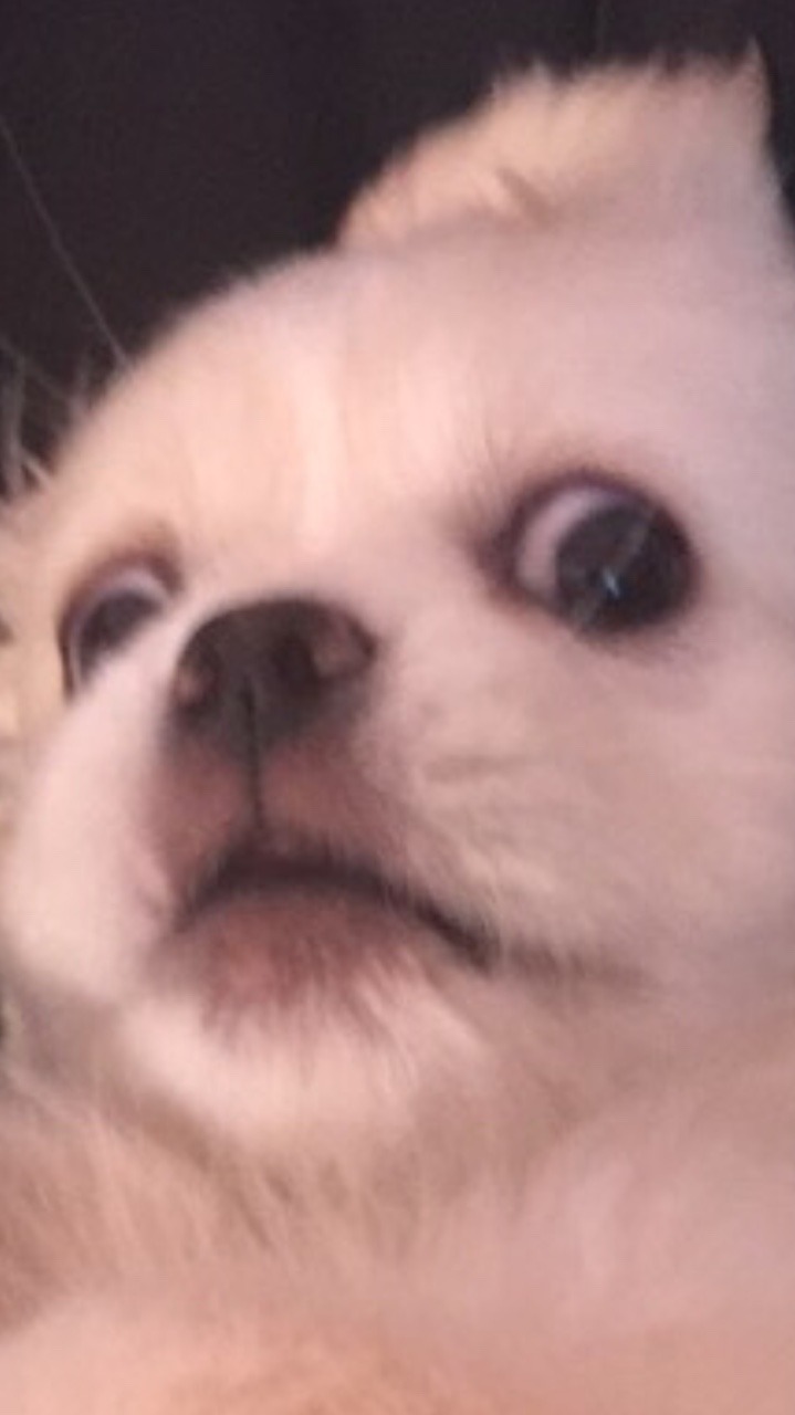 neopiacentral:  I CANT STOP LAUGHING