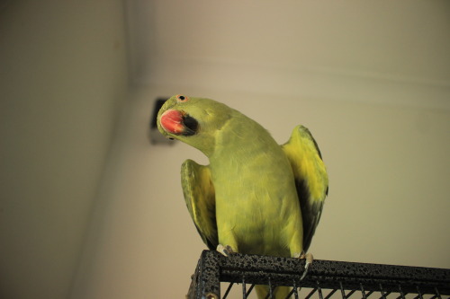 avacado-and-louie:  “I’m a WHAT?”