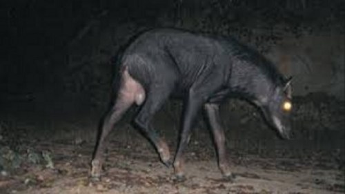 everyextantmammal:draptorronin:cryptid-quest:Cryptid of the Day: Gray DholeDescription: Is there an 