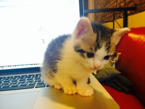 scratchingpad: Kitten and her first laptop