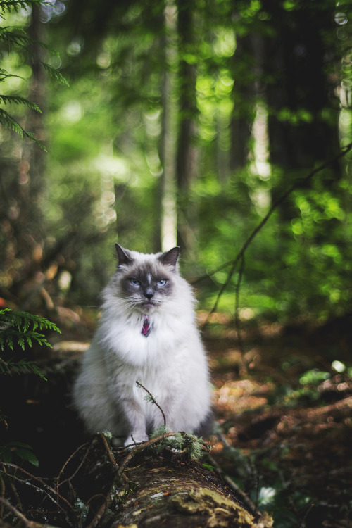 rhiannahowardphotography:Queen of the Forest, Seabeck, Washington