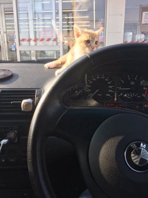 babyanimalgifs