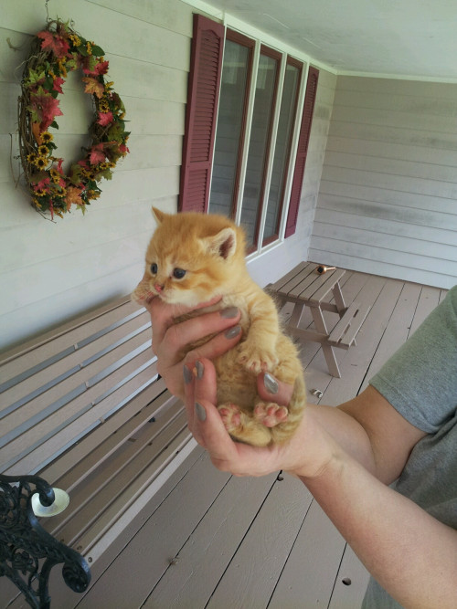 awwww-cute:My mom found this little guy crying under our porch…the newest member of our family (Sour