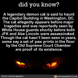 Jellyneau-Xo:  Did-You-Kno:   A Legendary Demon Cat Is Said To Haunt The Capitol