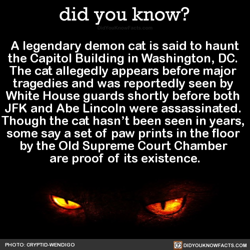 jellyneau-xo:  did-you-kno:   A legendary demon cat is said to haunt the Capitol Building in Washington, DC.  The cat allegedly appears before major  tragedies and was reportedly seen by  White House guards shortly before both  JFK and Abe Lincoln were