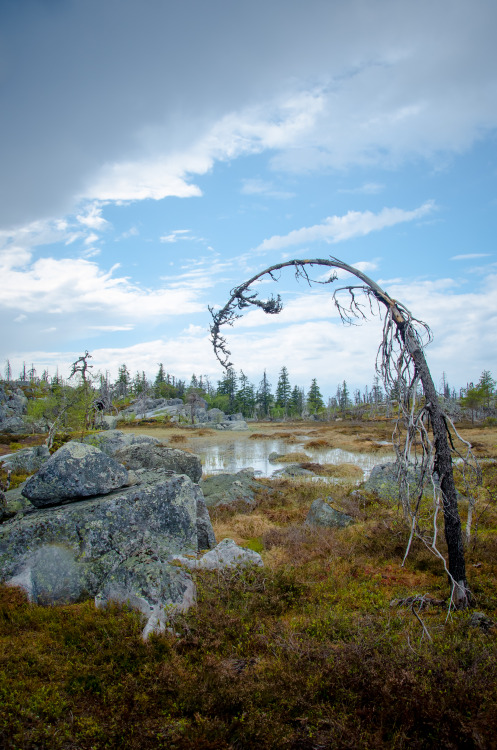 A Swamp in Karelia | Russia (by Анатолий Маликов)