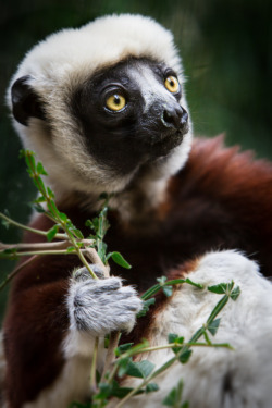 h4ilstorm: Coquerel’s Sifaka (by William T Hornaday)