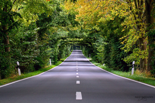 willkommen-in-germany: Allee auf der Insel Rügen, Mecklenburg-Vorpommern, Northeastern Ger