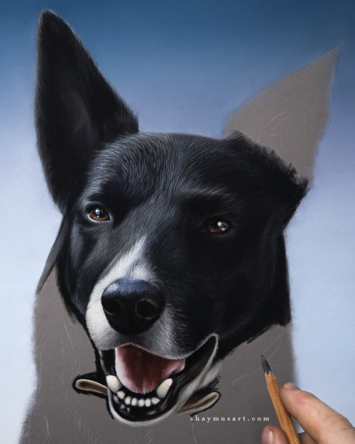 shaymusart: Dog portrait WIP… YouTube video for this portrait HEREPatreon  real-time video for this 