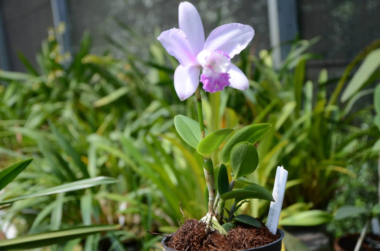 Premature flowering of a 2-years-old Cattleya intermedia.
Orchidaceae: Laeliinae.
By Orquidário e Cactário Taman Batoe.