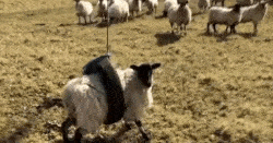 tumblr_pewcnoNxZv1v4jso4_250.gifv