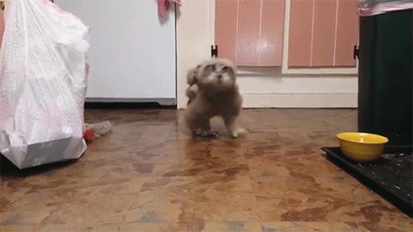 sizvideos:  Watch this funny owl walking   This isn’t funny. This is slightly terrifying