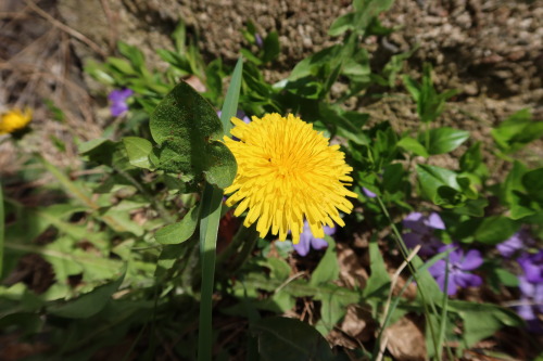 anskupics: Taraxacum officinale — common dandelion 