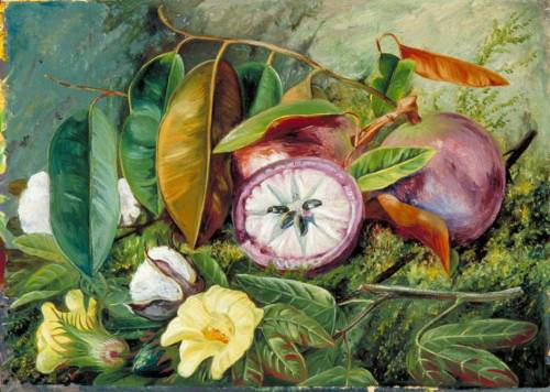 artist-marianne-north: Foliage, Flowers and Seed-Vessels of Cotton and Fruit of Star Apple, Jamaica,