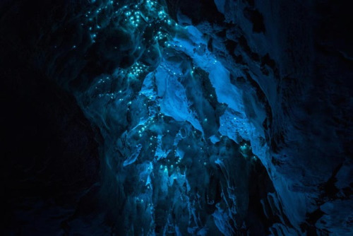 landscape-photo-graphy:  Glow in the Dark Cave Photographer Joseph Michael’s project titled Luminosity reveals the beauty of a species of glow-worm endemic to New Zealand’s North Island. Captured with a Nikon D810 and a long-exposure method, Michael