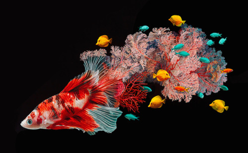 bettatastic:culturenlifestyle:Hyper Realistic Paintings of Exotic Fishes by Lisa Ericson Designe