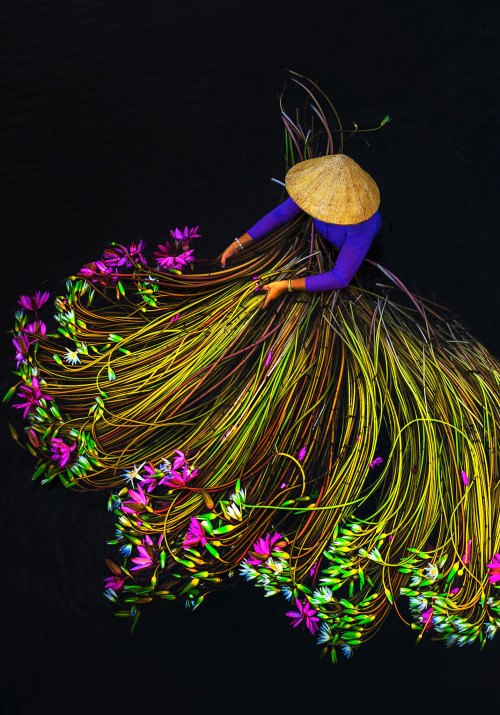 itscolossal:Vivid Photographs by Trung Huy Pham Capture Annual Water Lily Harvest in Vietnam