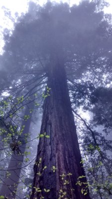 celtic-forest-faerie:  {Ancient Guardian} by {Crimsonavengerv2} 