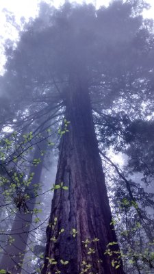 celtic-forest-faerie:  {Ancient Guardian}