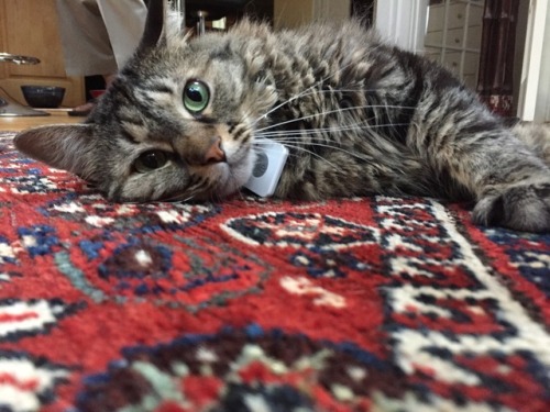 Why is my cat more photogenic than me