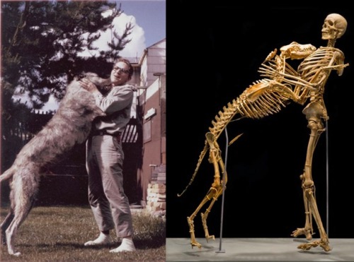 congenitaldisease: Grover Krantz was an American anthropologist and one of the very few scientists t