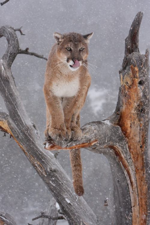 h4ilstorm:puma in winter tree (by missysnowkitten)