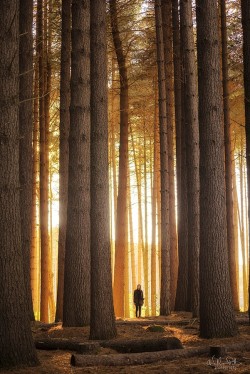 accio-forest:  We Are One by William Patino