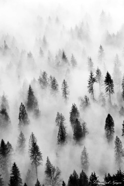 etherealvistas:  Hidden in the fog (USA) by longbachnguyen 