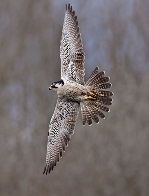 Peregrine Falcon (Falco peregrinus) >>by Wayne Davies