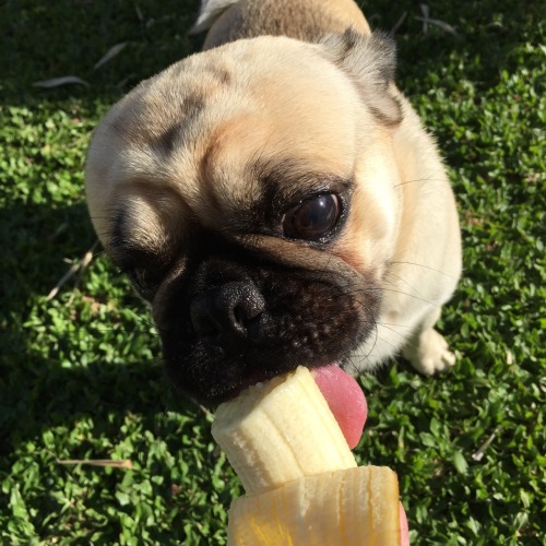 moonre: this is my puggo eating some baninis (we’re both sending love to u!!) @blushgirl I’m in looo