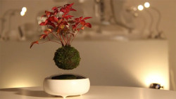 shatterstag:  archiemcphee:  If you love The Little Prince then you might need one of these awesome levitating bonsai trees that remind us of his tiny asteroid home. A group of Kyushu, Japan-based designers called Hoshinchu just launched a Kickstarter