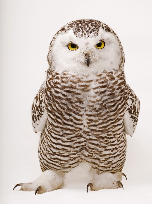 Snow owl by Joel Sartore