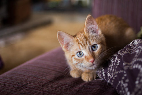Ginger Megs by Molly Voigt on Flickr.jur