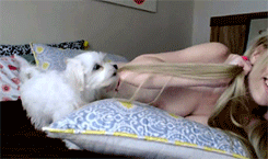fractalacidfairy:  Lil pups😂