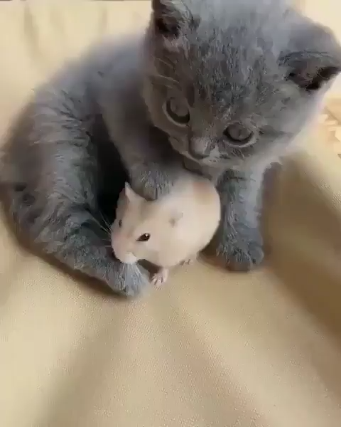 awwww-cute:  Fluffy kitty is gentle with her new fluffy friend (Source: https://ift.tt/2DlZyZZ)