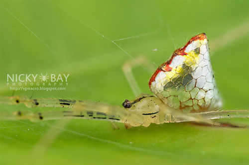 asylum-art:These Spiders Look Like They’re Covered In Mirrors This isn’t a stained-glass