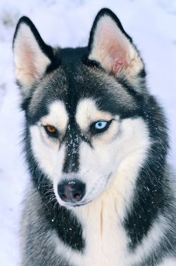 Idk what it is about blues eyes on dogs and horses, it freaks me out