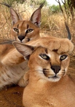 Funnywildlife:  Caracal Vogue 