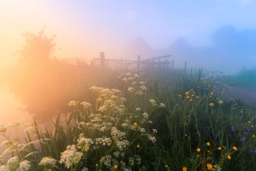 archatlas:     Dutch Windmills in the Fog  Photographer Albert Dros woke up early in the morning to shot the incredible windmills’ village of Zaanse Schans. He creates then a fairy atmosphere looking like a Grimm brother’s novel. The village, usually