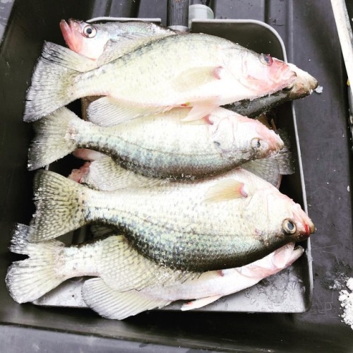 Scoopin’ up dinner #fish #fishing #icefishing #crappie #blackcrappie #whitecrappie #pa #explore #har