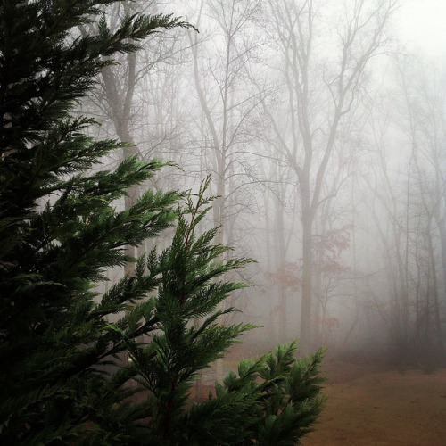 90377: Fog by nivanagairhan on Flickr.